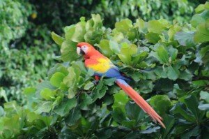 The Natural Beauty of The Red Macaw Can Be Seen In  The Bright Colorful Feathers