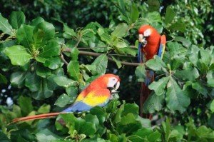 A Pair of Red Macaws Having Lunch in the Almond Tree
