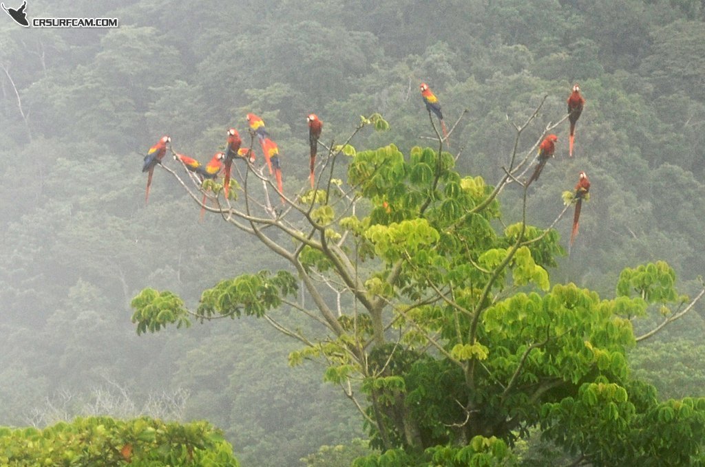 The Scarlet Macaws Visit Playa Hermosa